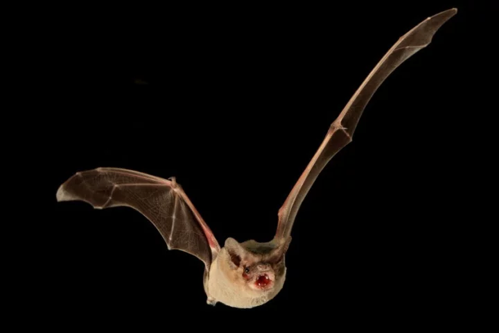 A Brazilian free-tailed bat. The team has ruled out the possibility that tailwinds had a part to play in its record-breaking flight