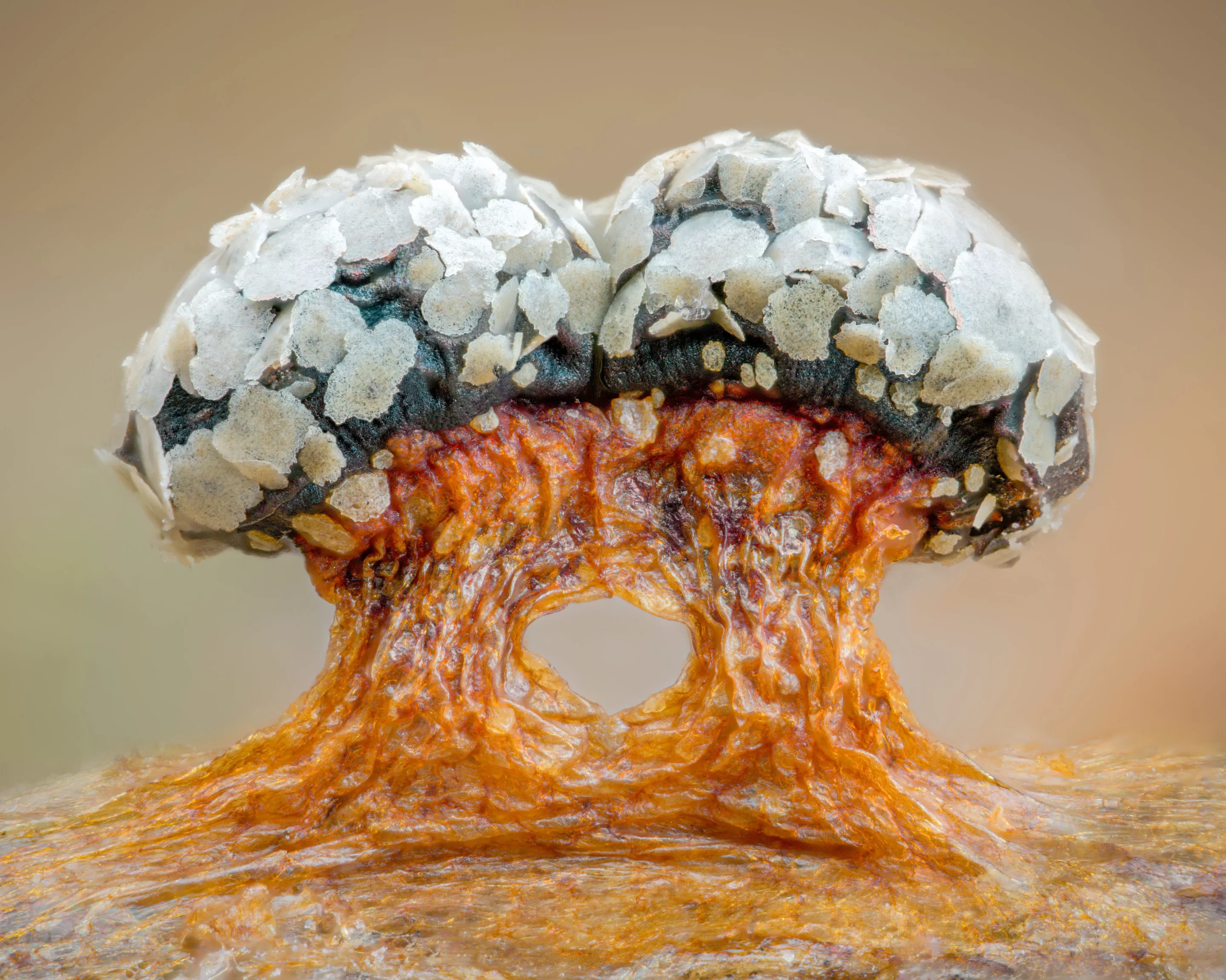 Image of Distinction. Slime mold (Diderma tigrinum)