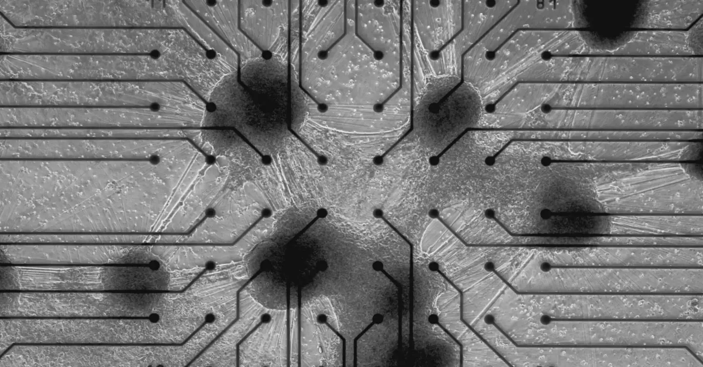 Actual human brain cells, living on a silicon chip among an array of input/output electrodes