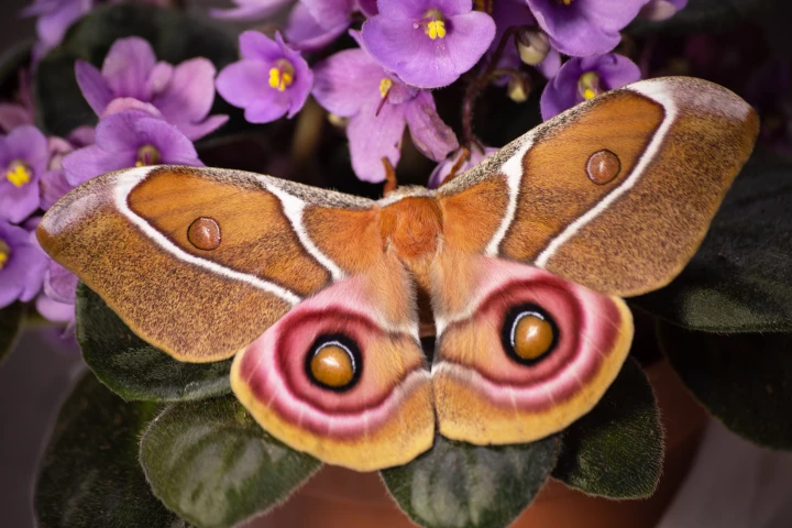 A Suraka silk moth (Antherina suraka), one of the deaf species studied by researchers at the University of Bristol