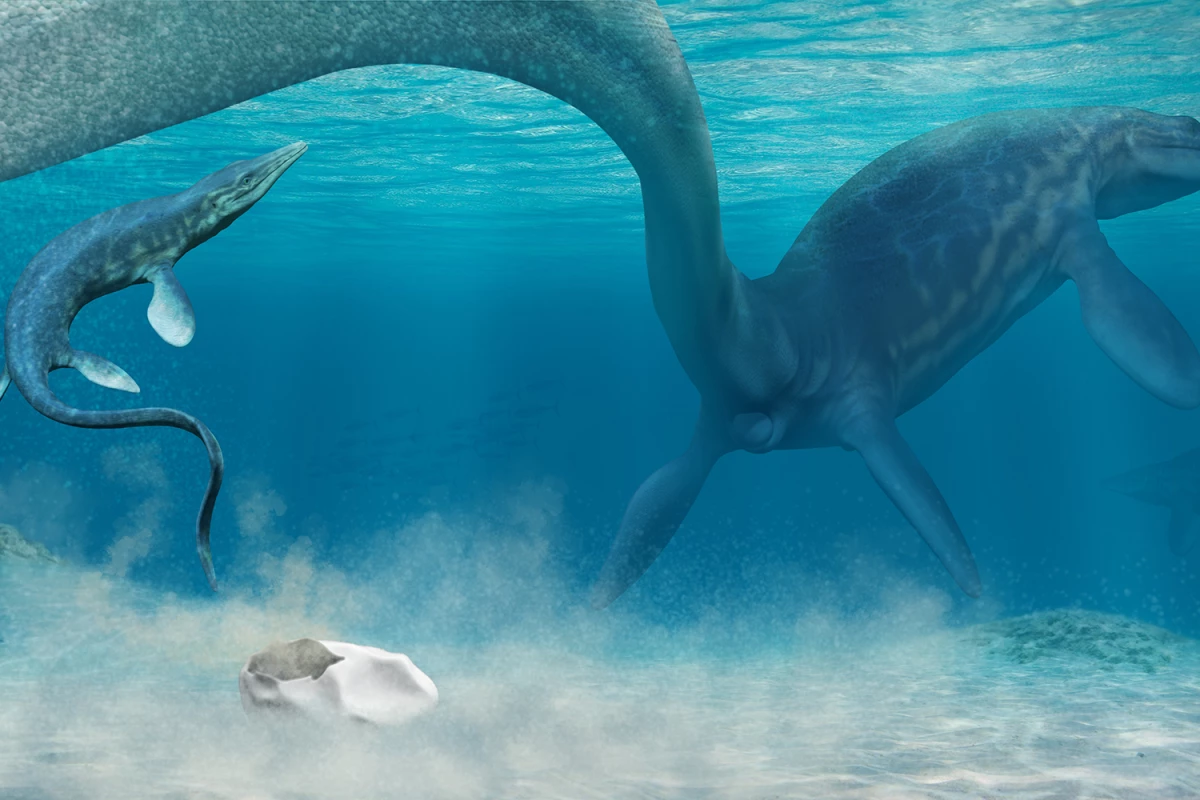 An artist's impression of a mosasaur laying a soft-shelled egg, with a hatchling born soon after