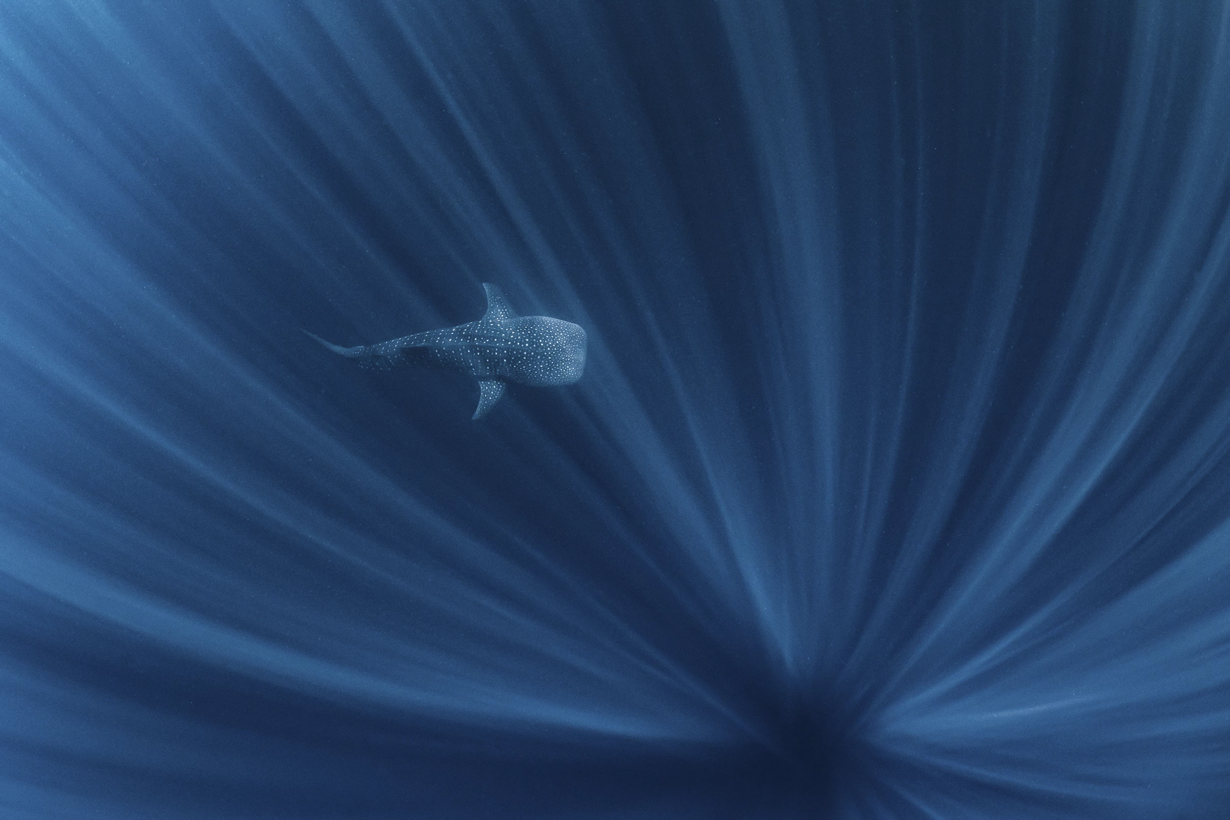 First Place, Water. A whale shark swimming in the depths off of Ningaloo Reef, Western Australia.