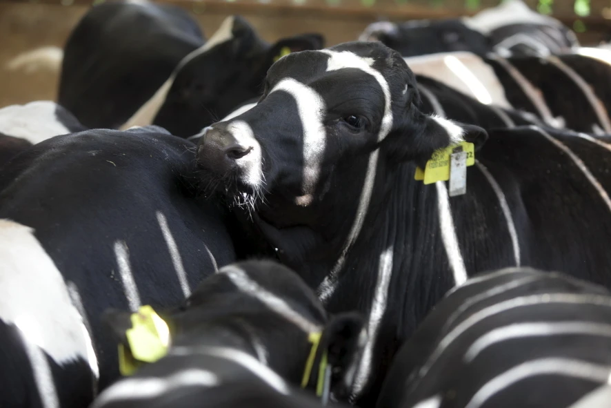 Electronic ears tags are being used to check on the well-being of cattle