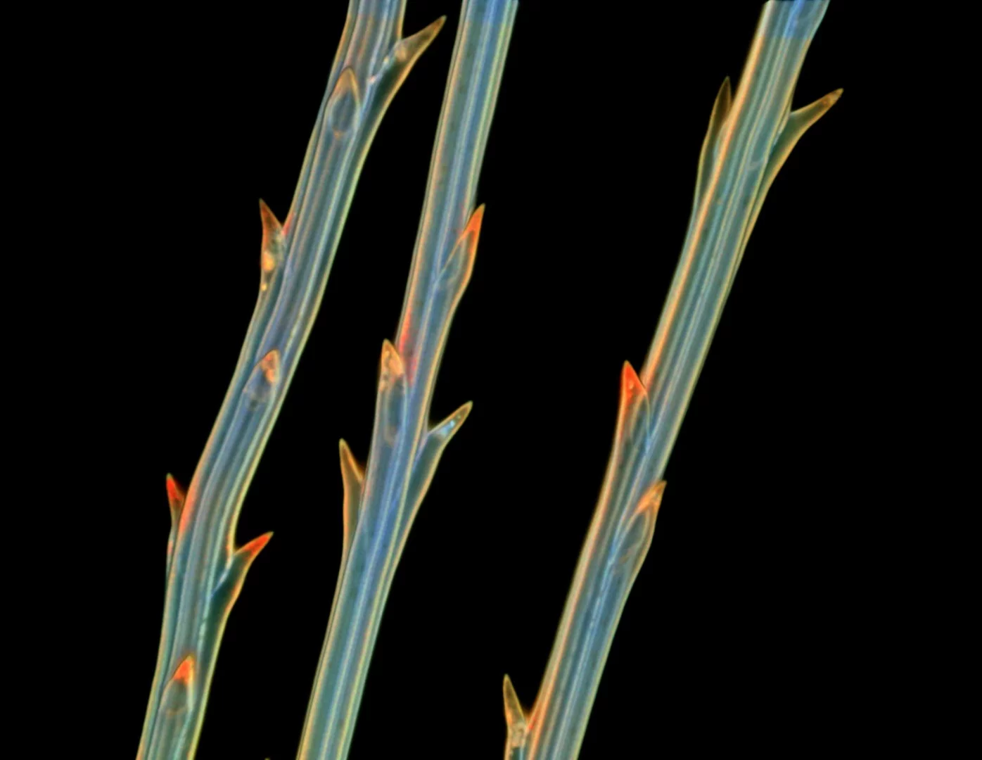 Image of Distinction: Fibers of dandelion fluff