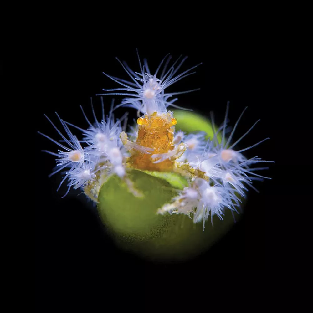 Honorable mention. Tianhong Wang saw this crab while diving and notes that it reminded him of a bride in a wedding dress