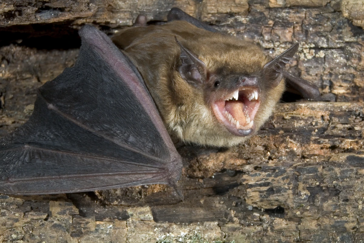 iBatsID is a free online tool that automatically identifies bats based on their calls (Photo: Shutterstock)