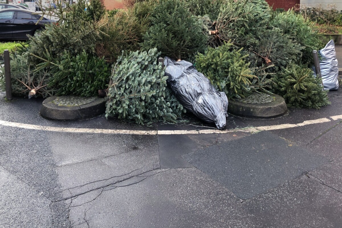 Paint and sweeteners could be made from old Christmas trees
