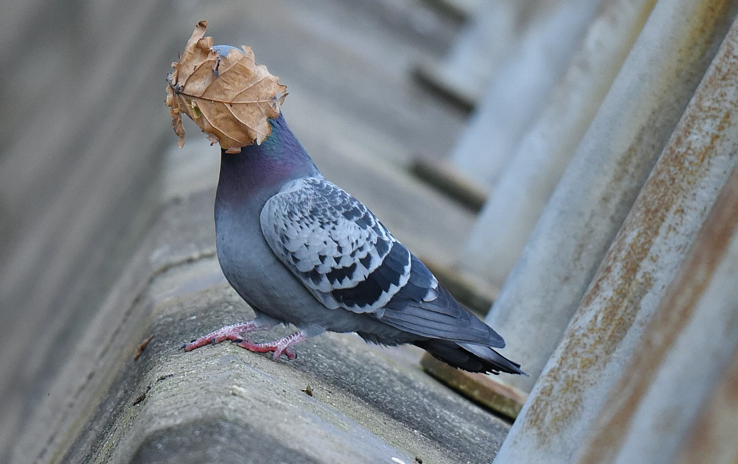 "I guess summer's over" (Pigeon, Oban Argyll, Scotland)