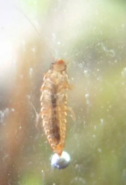 Insect larva in a home-made closed ecosystem