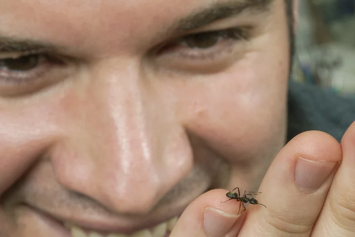 Ohio State's Carlos Castro, with an ant similar to those used in the study (Photo: The Ohio State University)