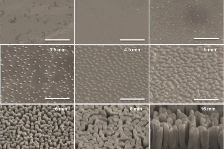 An array of nanoscale pillars ("nanograss") structure could make organic solar cells more efficient by capturing light (Image: UMass Amherst)