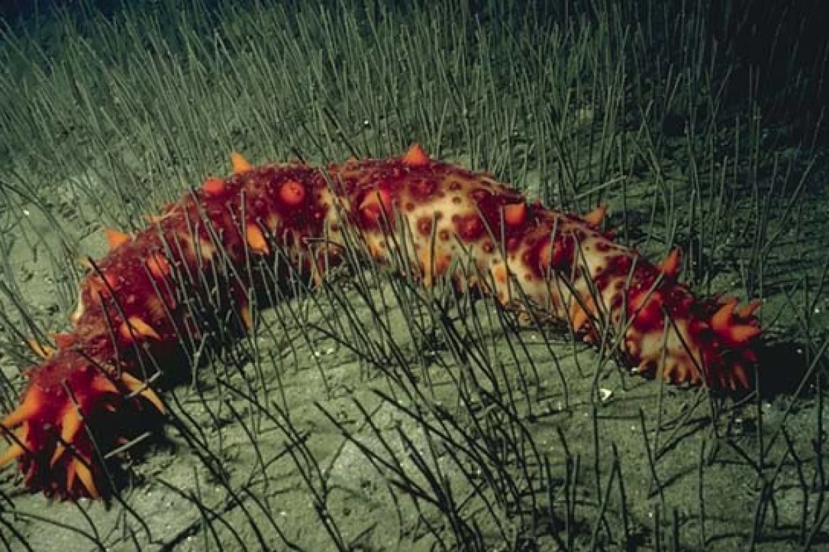 Researchers are looking at introducing sea cucumbers to fish farms, where they could clean up fish waste and be bred for food