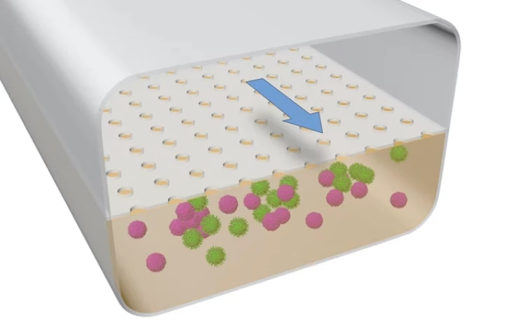 An illustration of the microfluidic channels, containing human B and T cells (pink and green) in the bottom section