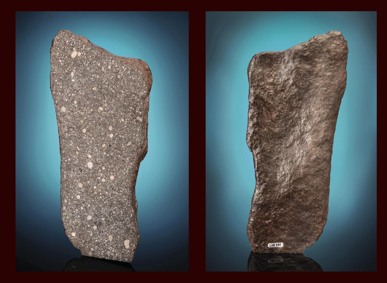 As seen from its cut faces, this elongated end piece of meteorite is packed with a galaxy of chondrules and other inclusions. The Los Vientos 171 meteorite is a member of a very select club of the 3.1 subtype which makes it among the most primitive planetary matter known.