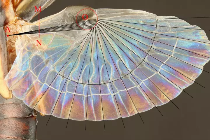 An earwig's extended hind wing, with the folding pattern overlaid on top