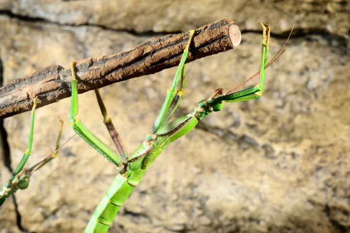 “Stick insects have developed an ingenious way of overcoming the conflict between attachment and locomotion" (Photo: Shutterstock)