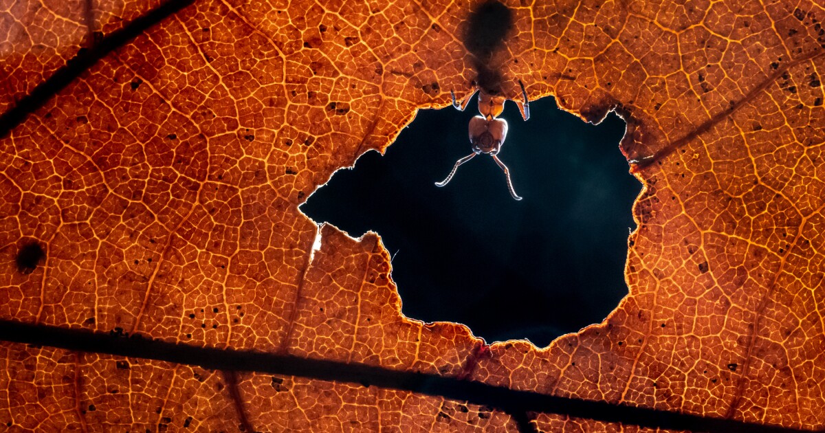 The remarkable winners of the 2021 Sony World Photography Awards