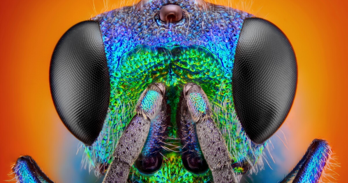 Wasp study reveals environmental pause slows aging Wasp study reveals environmental pause slows aging