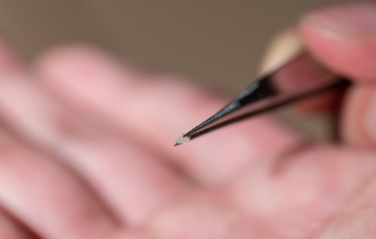 Each of the robots are about the size of the world's smallest ant
