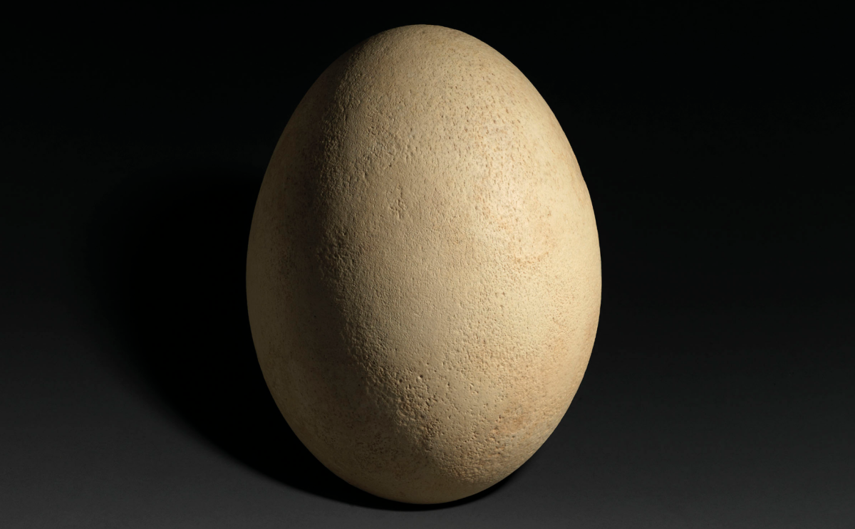 11-inch Elephant Bird Egg | Price: $44,437 (£35,000) | Auction Link | As far as we know, the largest bird of all time was the now-extinct elephant bird (Aepyornis maximus). The flightless animal stood over 10 feet tall (3 m), and was native to Madagascar. Elephant birds died out as a species approximately 500 to 1,000 years ago, the prevailing theory being that humans reduced their habitat and/or over-hunted them. The Elephant Bird was thought to be the giant flying beast known as the Roc (or Ruhk) in the tales of Sinbad and accounts of Marco Polo's voyages. This complete egg is 11 inches tall, and eight inches in diameter (28 x 20 x 20cm).