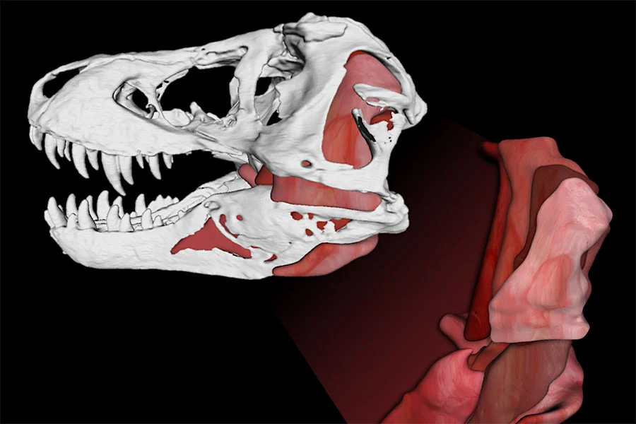 Using the jaw musculature of modern crocodiles, Florida State University researchers calculated that the T-rex might have had a bite force of 8,000 lb (35,586 N), and 431,000 psi