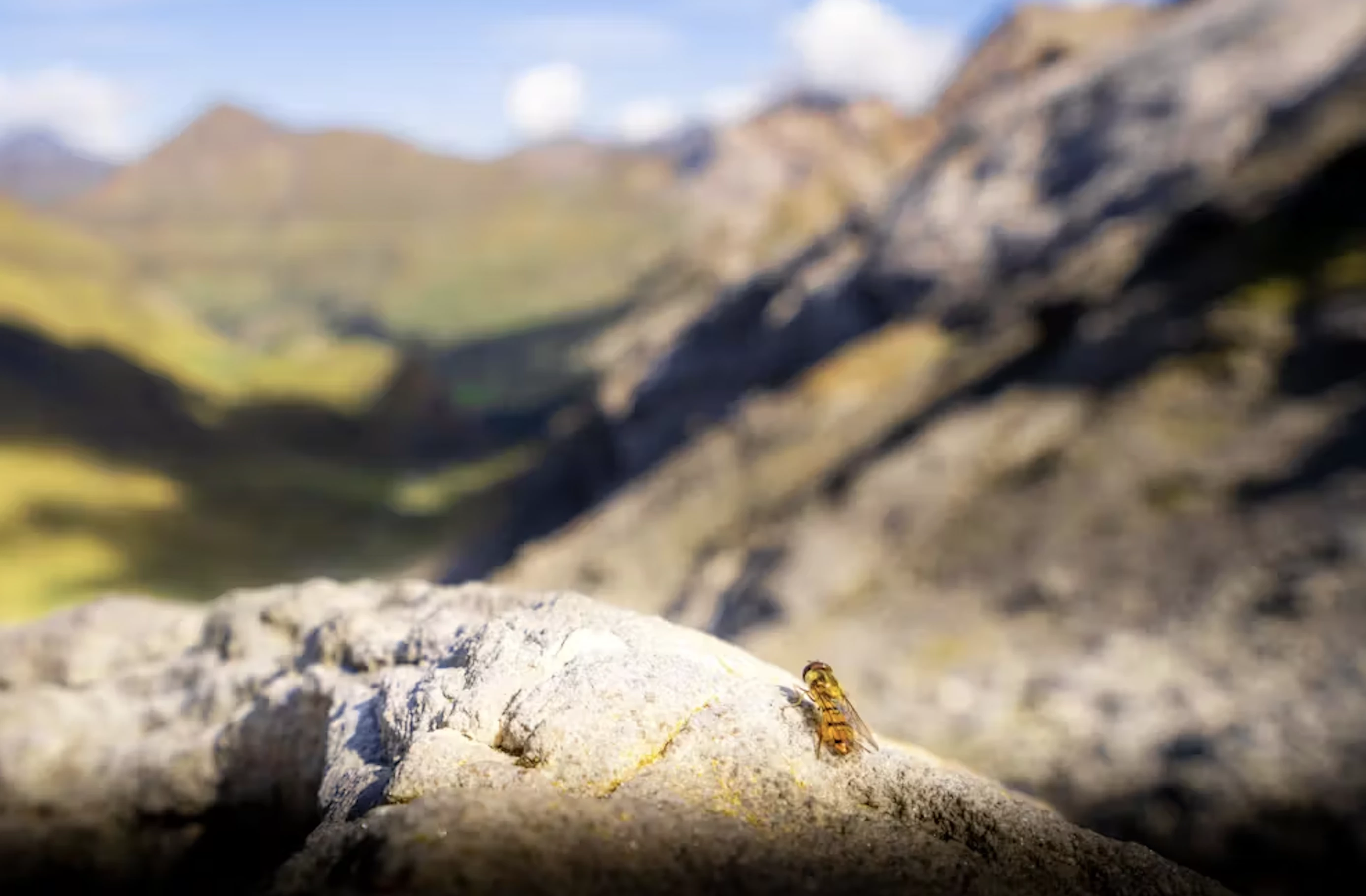 This narrow, picturesque migration pathway is crucial for important insect and bird populations, including this marmalade hoverfly