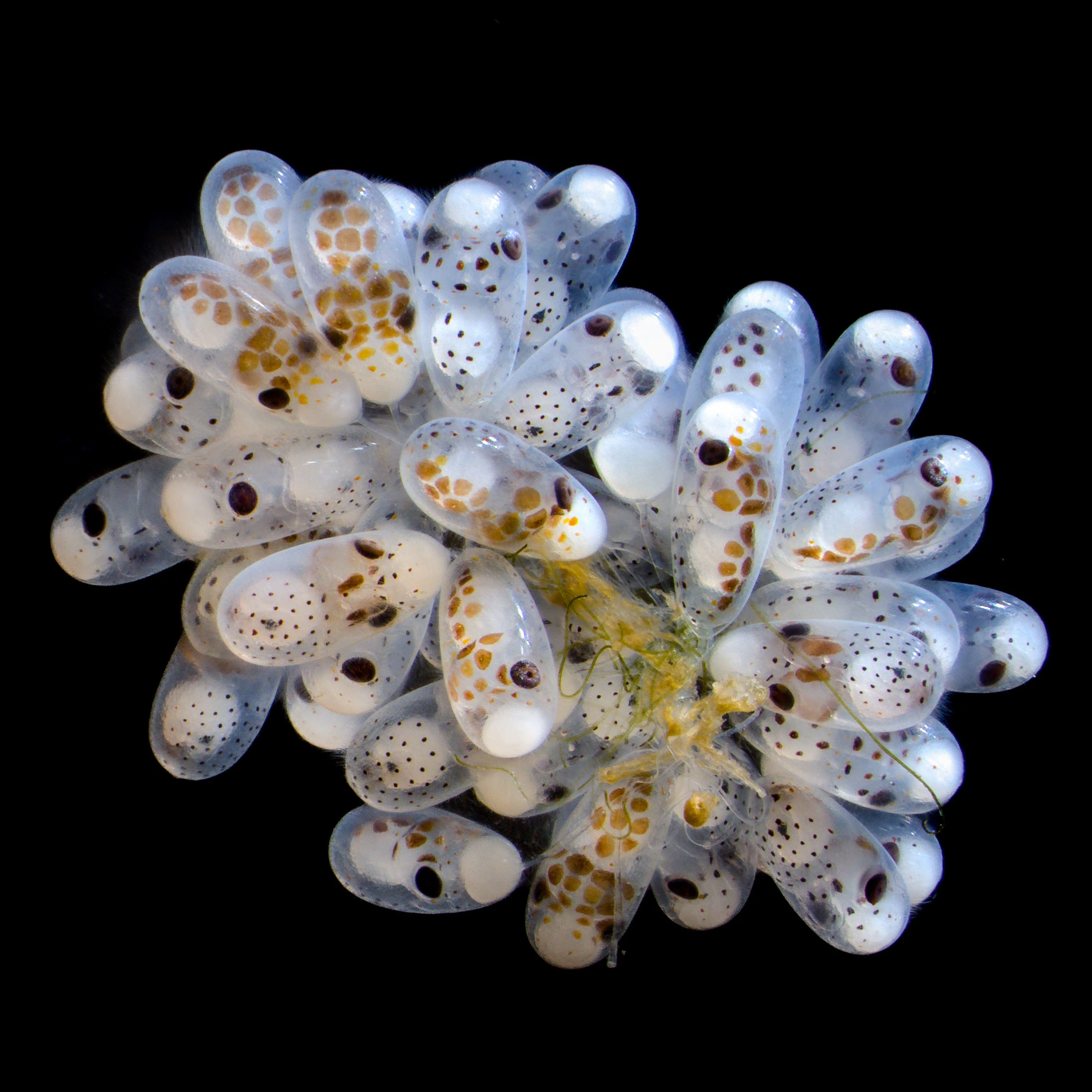 5th place: Cluster of octopus (Octopus hummelincki) eggs