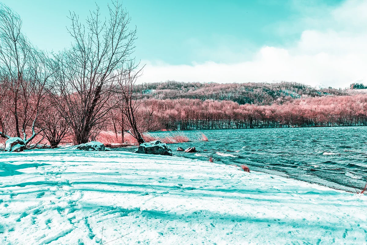 Paolo Pettigiani's series I R documents his early experiments with infrared photography playing with pink plants against a snowy landscape