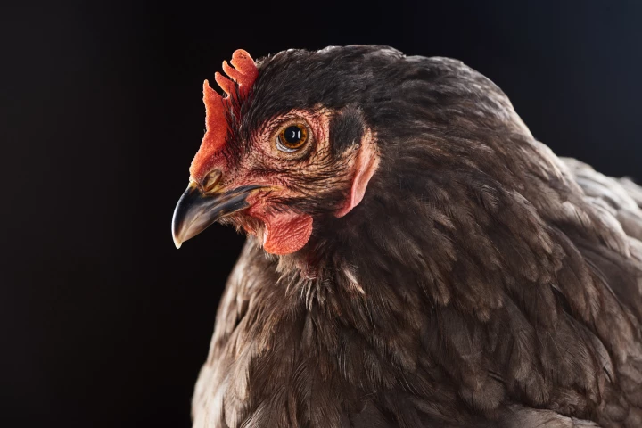Understanding the blushing behaviors of chickens could help improve livestock practices
