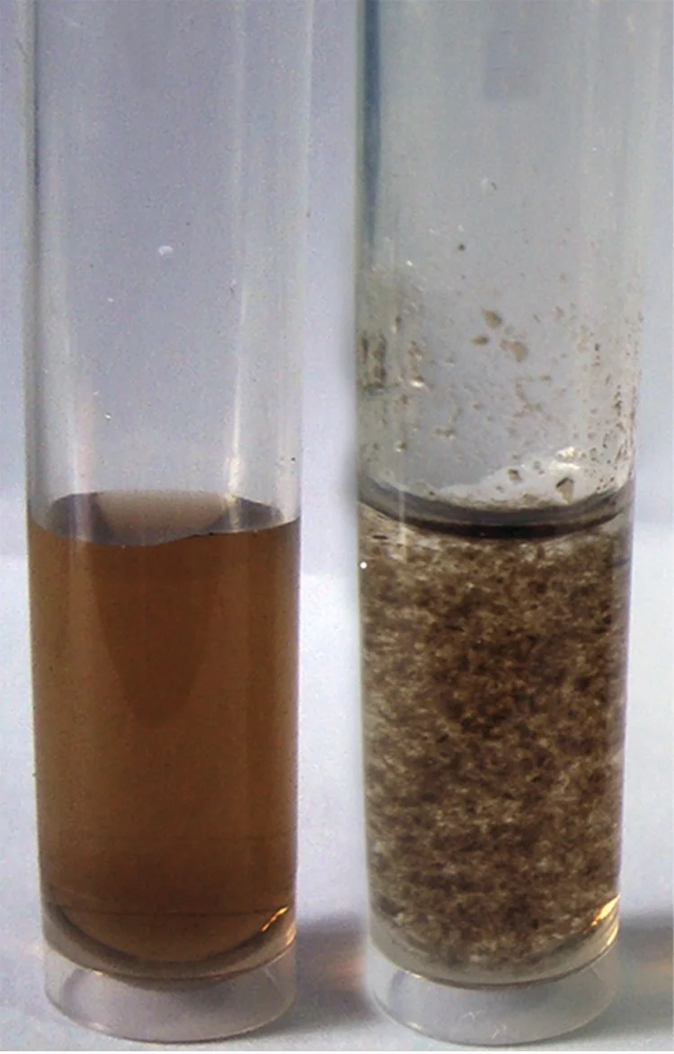 A vial holding graphene oxide flakes in solution (left), and one in which those flakes have caused simulated nuclear waste to form into clumps (right)