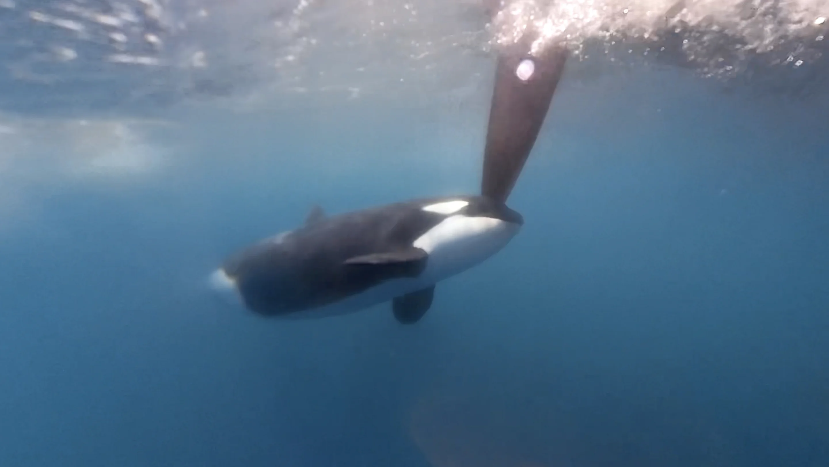Orca Exploding Fish Orcas are still smashing up boats – and we've finally worked out why