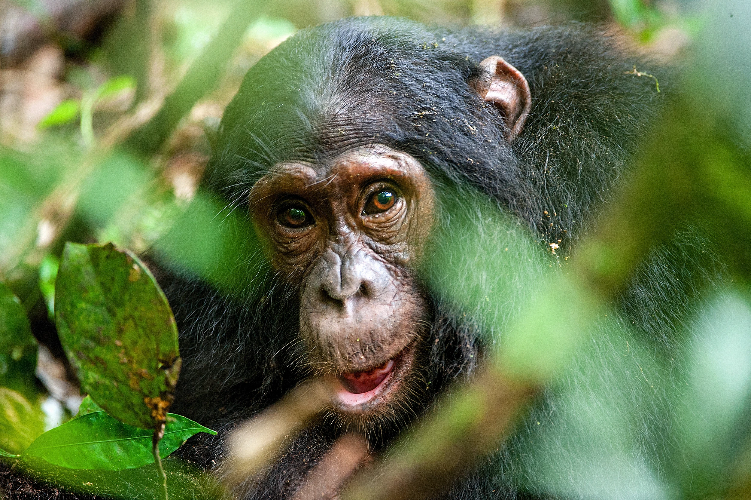 A new study offers the first evidence of menopause in a wild non-human primate population
