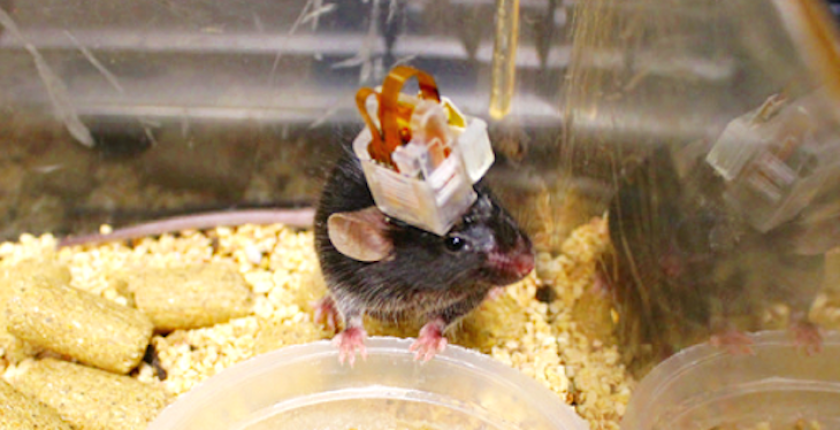 Scientists at KAIST implanted their brain implant in mice with hopes of studying brain circuitry and disorders