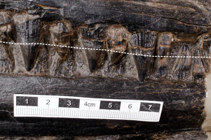 An image showing the teeth of the ichthosaur, an ancient marine predator that roamed the Earth 240 million years ago. The white line indicates the gum line.