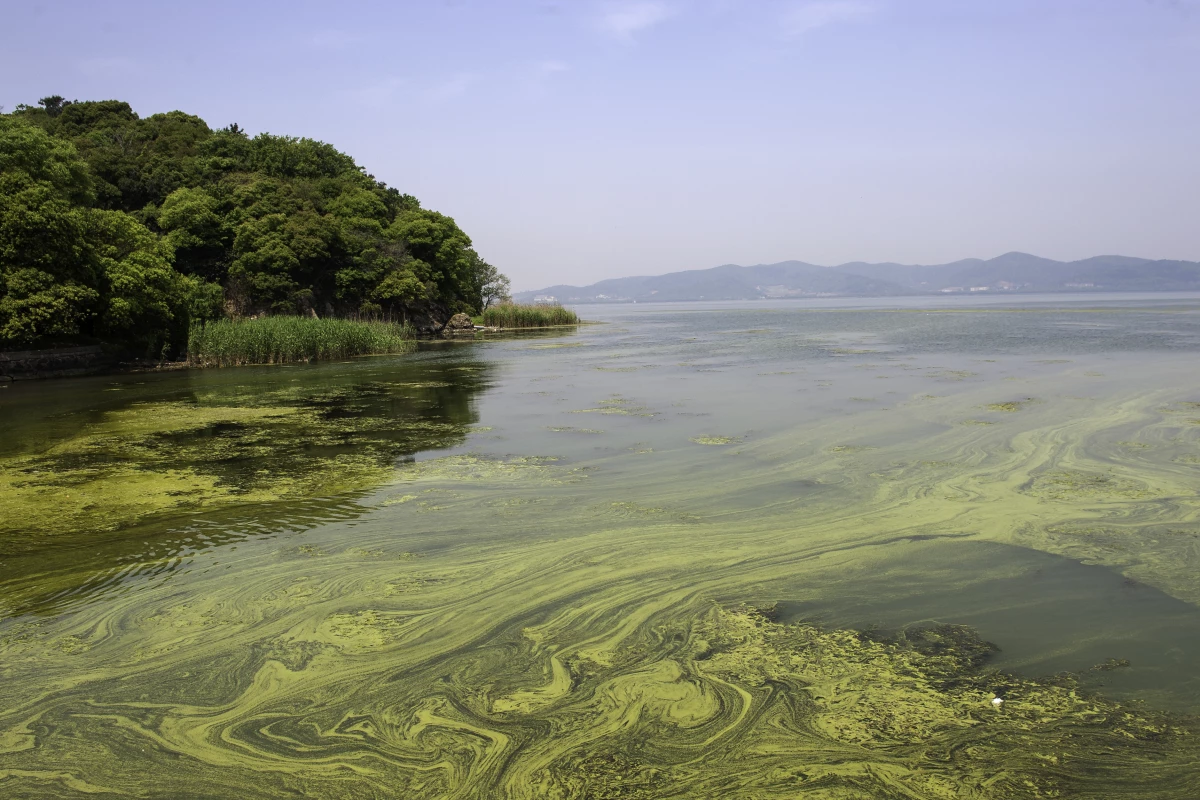 An algae bloom in China's Taihu lake