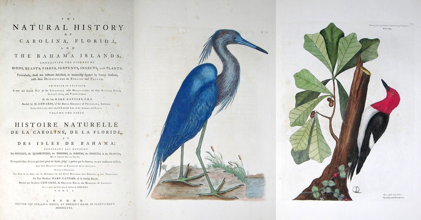 This is a first edition of The Natural History of Carolina, Florida and the Bahama Islands, the first published account of the flora and fauna of North America. Published by English naturalist Mark Catesby between 1729 and 1747, the two volume set included 220 plates of birds, reptiles, amphibians, fish, insects, mammals, and plants, making Catesby the first natural historian to combine ornithological details with botanical ones. The first edition was published in parts and completed in 1747. It is the earliest color plate book on American birds and was exceptionally well received. In a contemporary review in Philosophical Transactions, Cromwell Mortimer, secretary of the Royal Society, called it "the most magnificent work I know since the Art of printing has been discovered." It sold for $305,000 at Arader Galleries on March 26, 2017