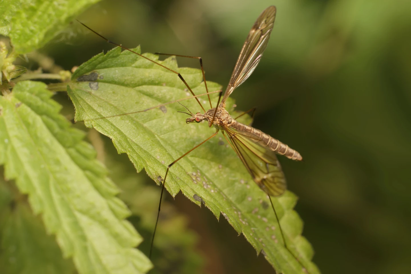 The crane fly is already known for its ability to execute soft landings