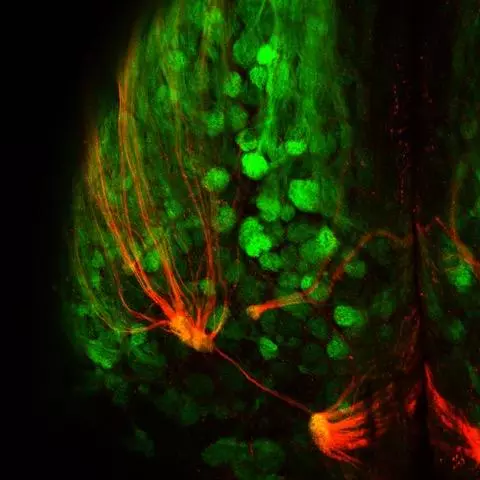 Fluorescent imaging shows the neurons connecting to super-sniffer receptors lighting up in red, with the green areas indicating other odor receptors