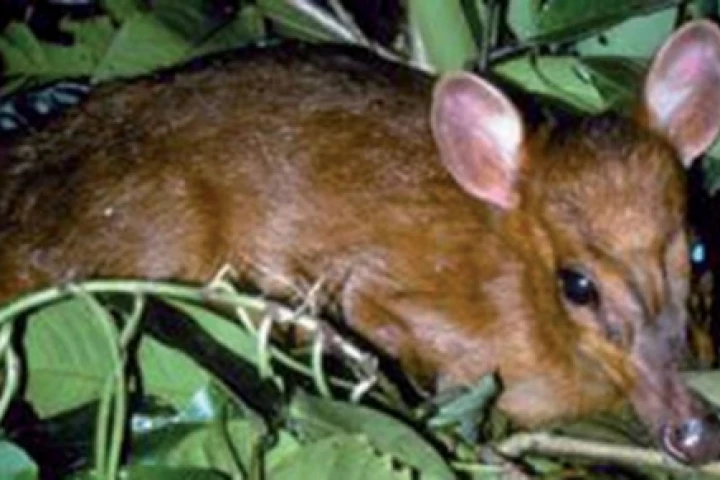 Among more than 350 species found in the eastern Himalayas is the world's smallest deer, the miniature muntjac, which stands only 20 inches tall