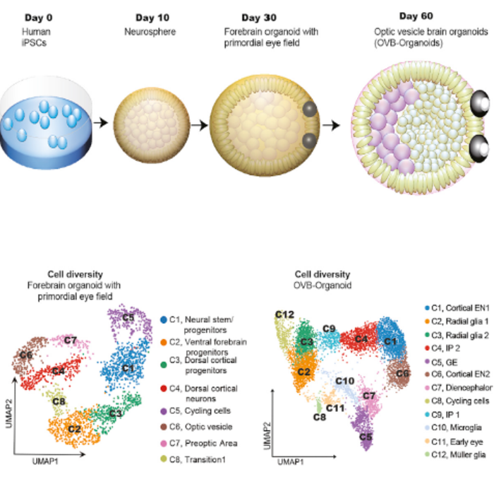 A schematic of how the brain organoids develop to include optic cups
