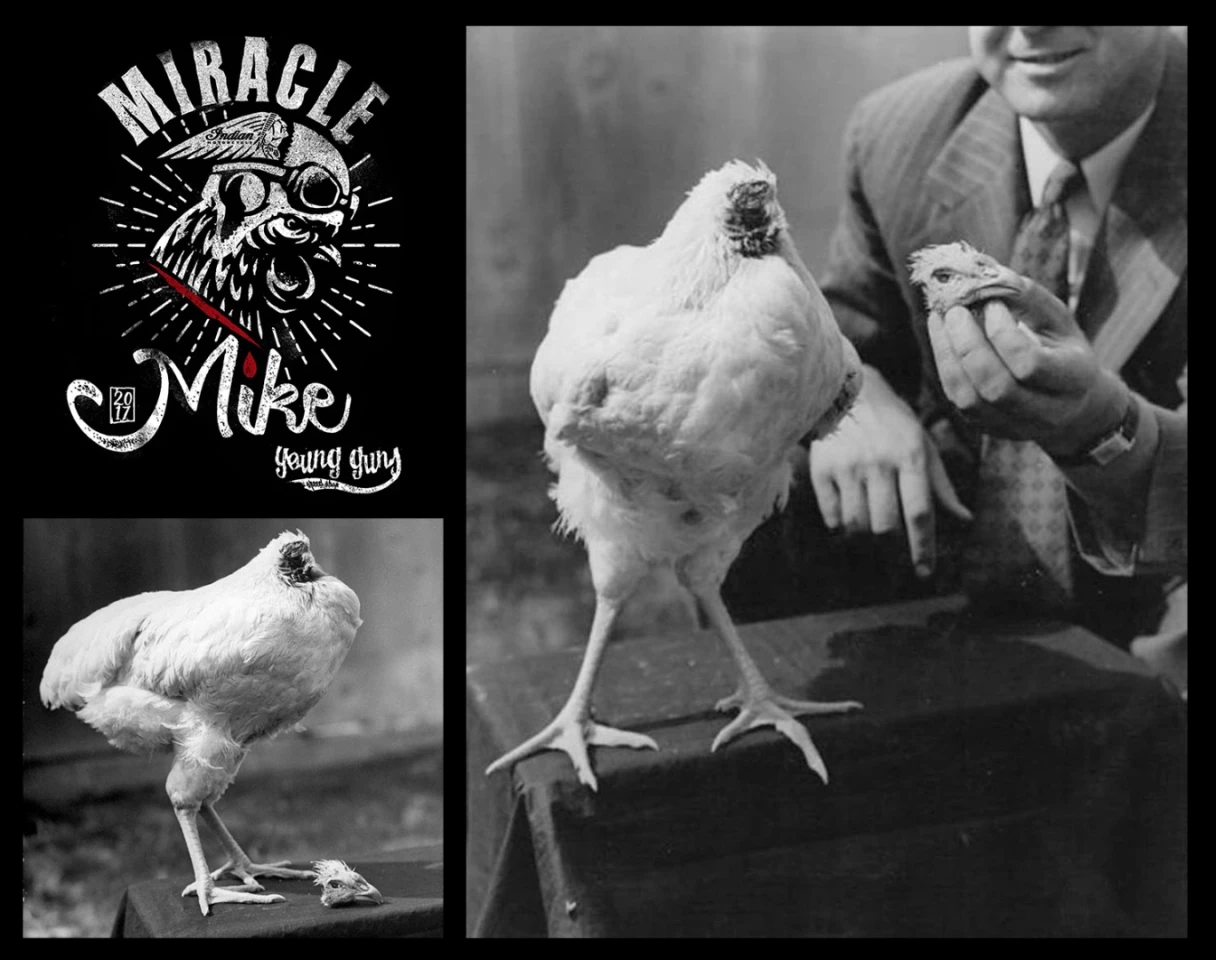 The Young Guns are developing a theme of naming their motorcycles after birds, with one previous performance motorcycle designed for top speed runs at Bonneville named 'Ferdinand the Sparrow', and 'Miracle Mike" was named after a famous headless chicken which had it's head removed with an axe, but miraculously lived on for another 18 months. That's the original 'Miracle Mike' above. Nik Heer says the name was chosen because, "we can't think about anything that's scarier to compete against than something you can chop the head off and it is still going strong!"