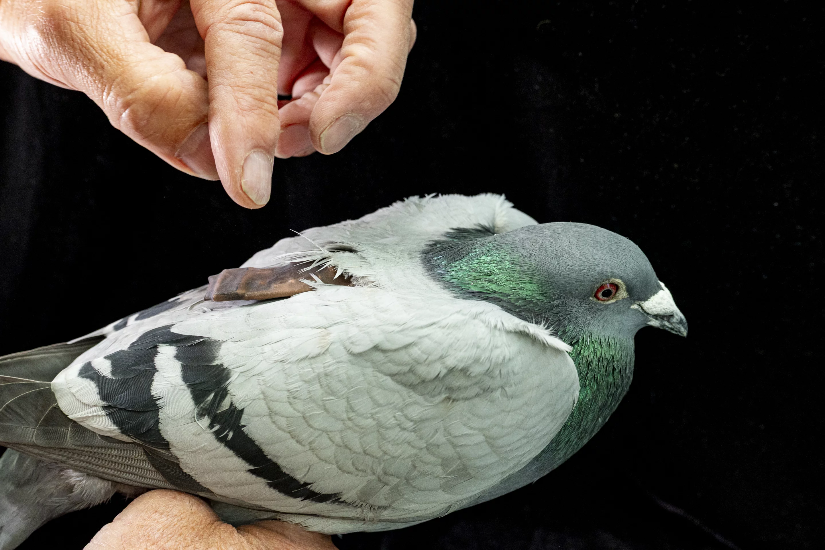 Pigeon with light-weight tag used to track movement during homing from a release site back to aviaries at the Max Planck Institute of Animal Behavior in Germany