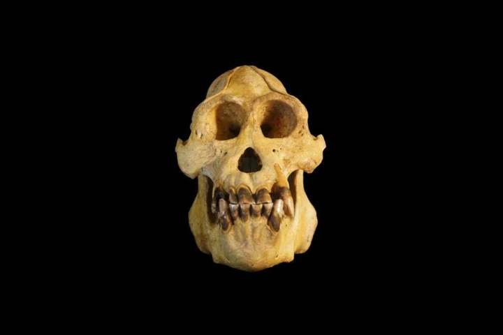 Studying the skull of an adult male Tapanuli orangutan, the researchers noted several consistent differences in the morphology of the skull and teeth from other orangutans