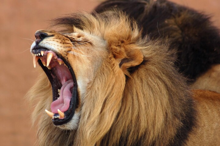 Some African lions aren't too happy about the arrival of big-headed ants to their feeding grounds