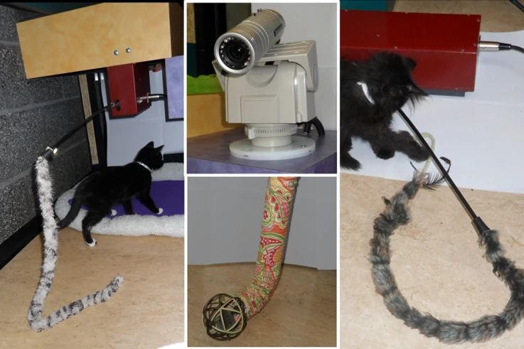 iPet Companion is a system that allows internet users to remotely play with cats living in animal shelters, via their computers and in real time