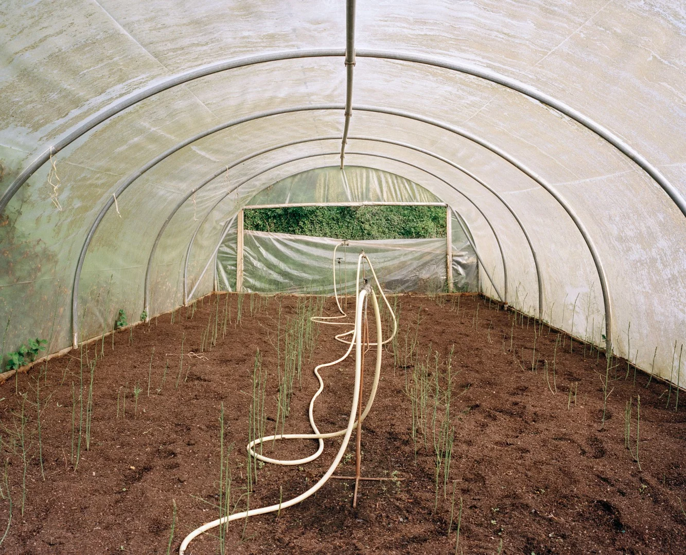 This project looks under the surface and examines the hidden landscape within the spaces in which our food is produced. Looking at cyclical changes and the relationship between chaos and control in the natural environment. In the polytunnel, the seasons are stretched and softened within a polythene skin, creating its own cosmos