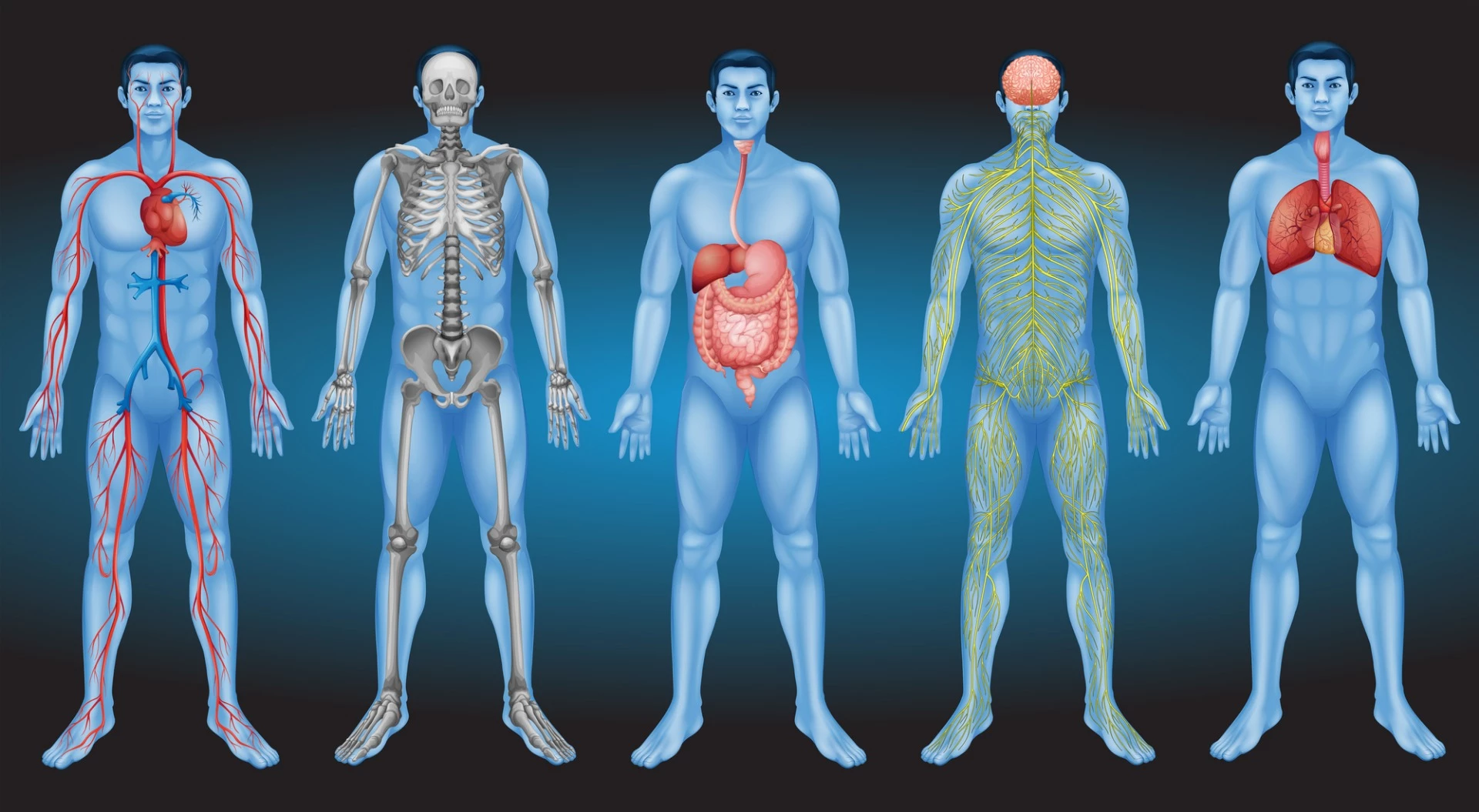 A new study suggests the interstitium could be an entirely new human organ