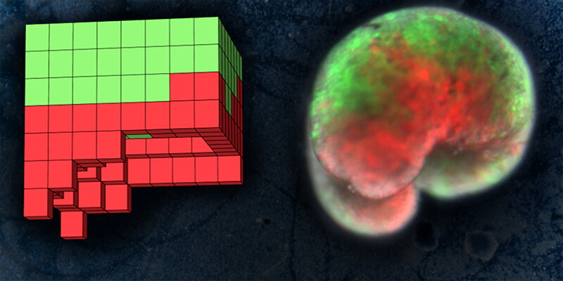 celule vii — Imagine 2 The xenobots are made from frog skin cells (green) and heart cells (red). On the left is the computer blueprint for the design, and on the right is the lifeform itself
