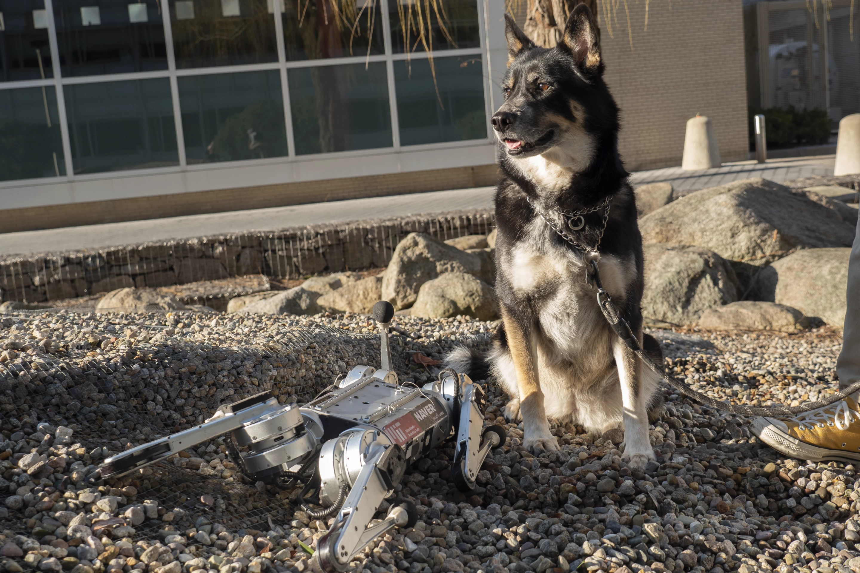 Robotic mini cheetah (left) and a real dog (right)