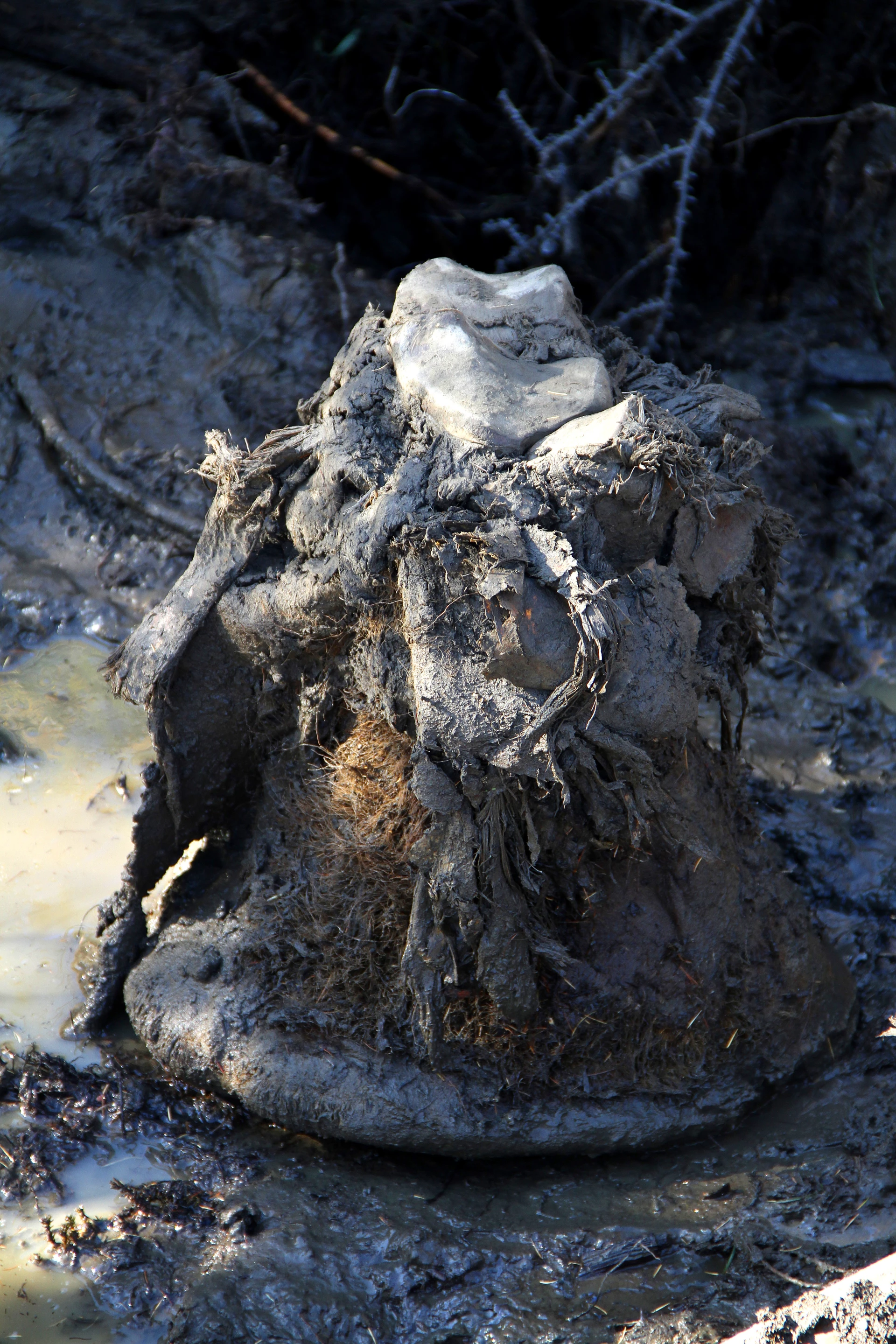 Part of the foot of the freeze-dried mammoth